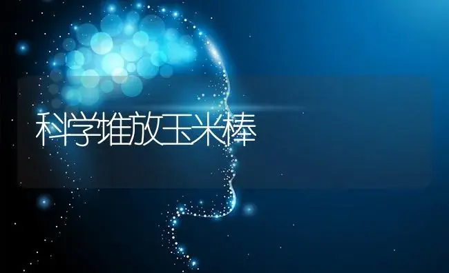 科学堆放玉米棒 | 蔬菜种植