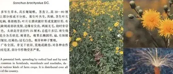 菊科杂草