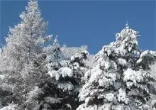 雪松种植培育期的施肥