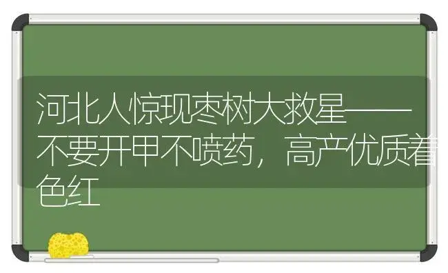 河北人惊现枣树大救星——不要开甲不喷药，高产优质着色红 | 植物农药