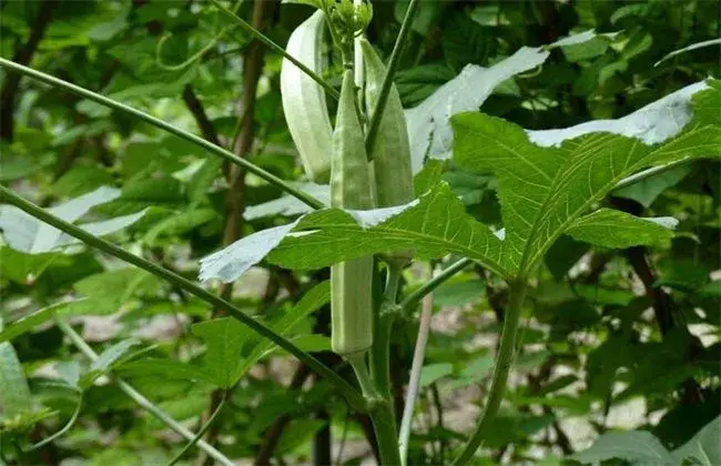 秋葵的田间管理办法