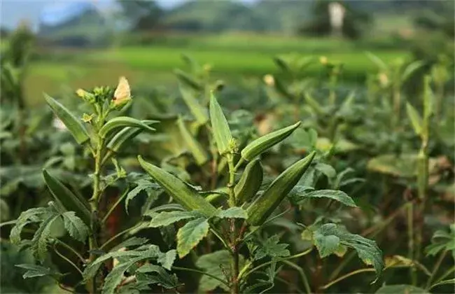 秋葵的田间管理办法