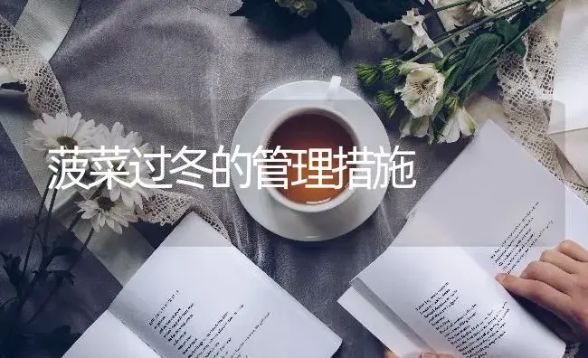 菠菜过冬的管理措施 | 蔬菜种植