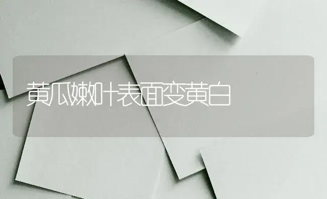 黄瓜嫩叶表面变黄白 | 蔬菜种植