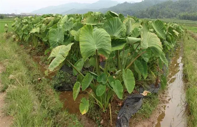 香芋栽培的小心事项