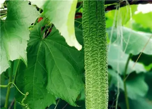 丝瓜什么时间种植最好？育苗4大技术要点介绍！