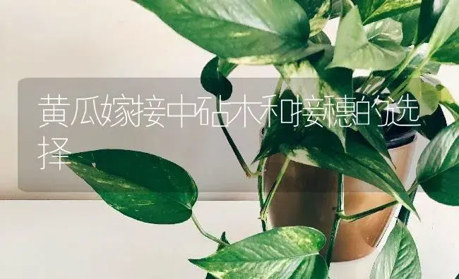 黄瓜嫁接中砧木和接穗的选择 | 蔬菜种植