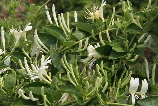 栽培金银花造个机器来摘花