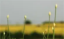 天津市静海县蒜乡蒜苔喜获丰收