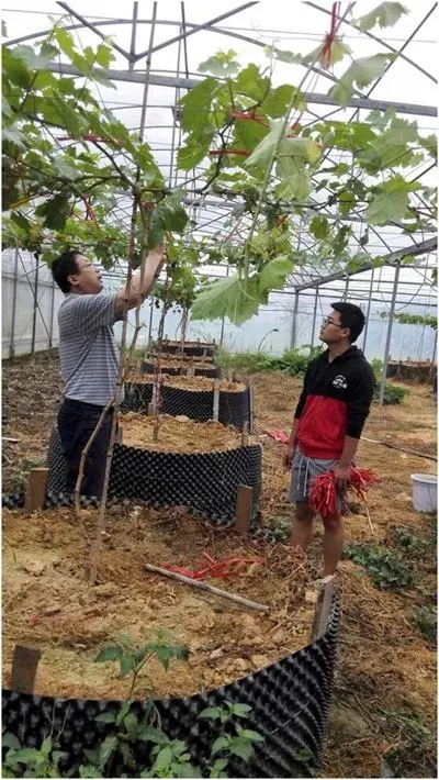 葡萄种植新办法有用防控葡萄根瘤蚜