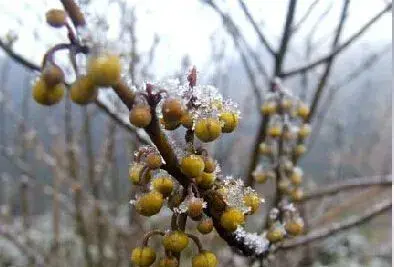 福建适合种植油茶、毛竹、篙竹、油桐吗？