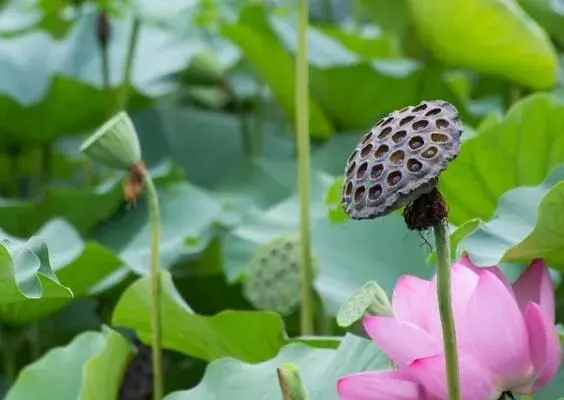 2018莲藕多少钱一斤？种植每亩投资多少？成本及利润如何？