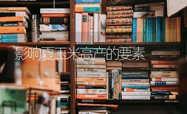影响夏玉米高产的要素 | 蔬菜种植