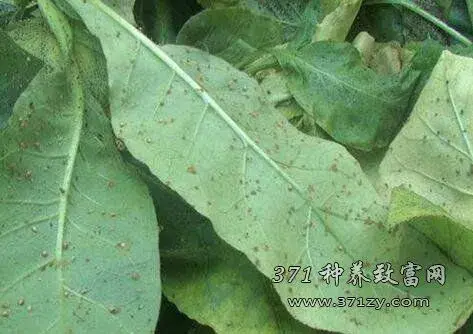 如何防治和治疗蔬菜蚜虫?蔬菜蚜虫绿色防治和治疗技术