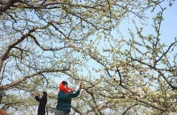 果树花期遇晚霜冻害怎么应对