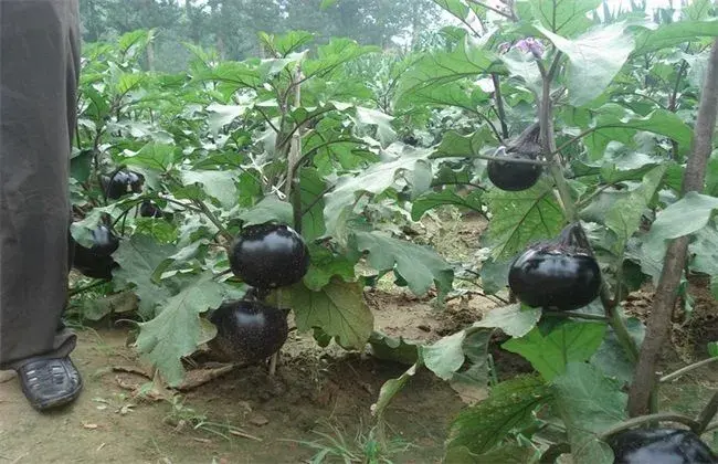 露地夏茄子管理技术