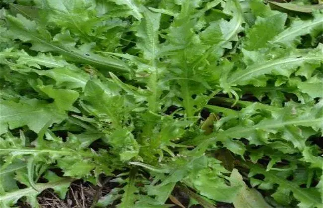 荠菜栽培的办法与时间