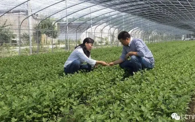 百合栽培一亩收入几万元，东海单华云依靠鲜切花圆致富梦！