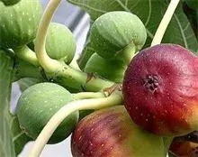 无花果锈病的防治