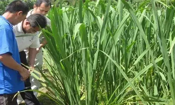 茭白纹枯病的防治方法