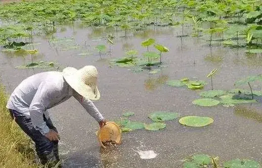 莲藕各个时期除草剂使用剂量技术