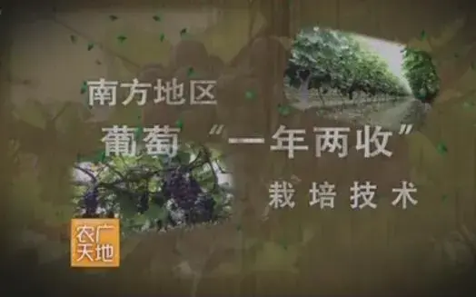 葡萄一年两收种植技术视频