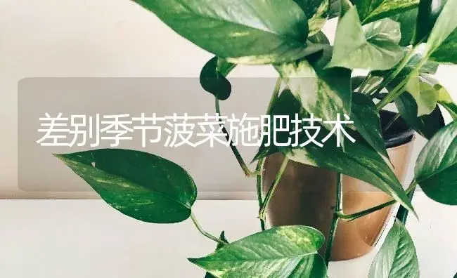 差别季节菠菜施肥技术 | 蔬菜种植