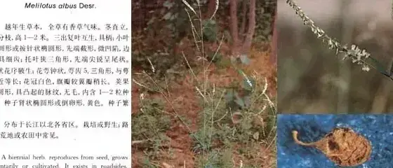 豆科杂草