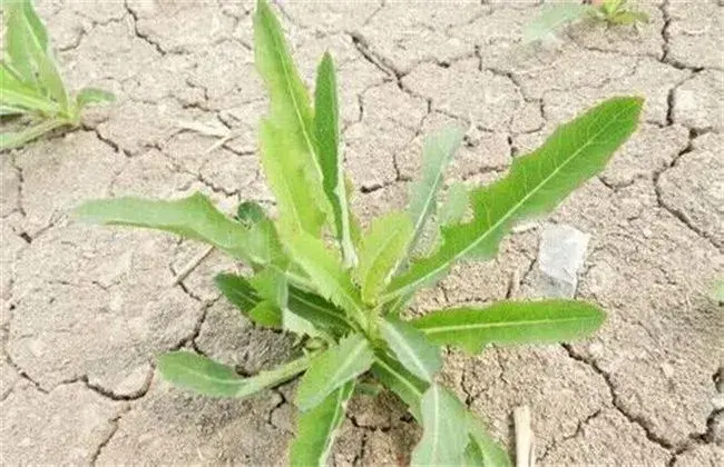 苦麻菜的栽培措施