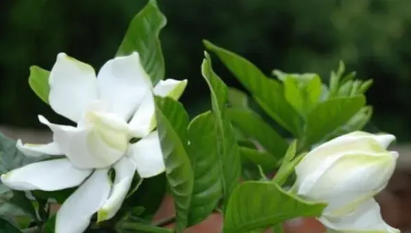 栀子花怎么浇水（多久浇一次）栀子花如何施肥