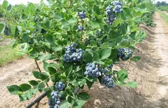 科学化标准化蓝莓种植技术