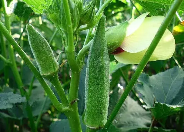 秋葵最佳种植与收获时间是什么时候？