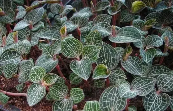 金线莲仿野生种植技术