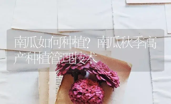 南瓜如何种植？南瓜秋季高产种植管理技术 | 蔬菜种植