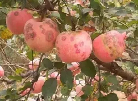 果树缺钙会导致多种病害，莫忽视！