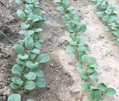 (绿叶甘蓝)芥蓝如何种植?种植技术和要点是什么?几月栽培?