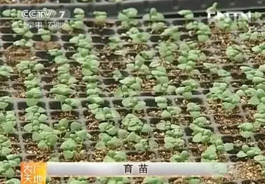 绿罗勒种植技术视频