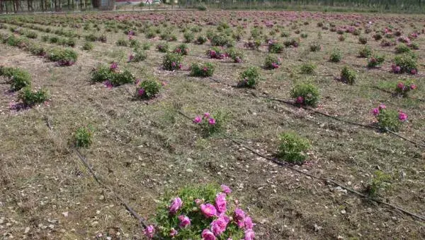 芍药什么时候种（几月）  芍药什么时候开花