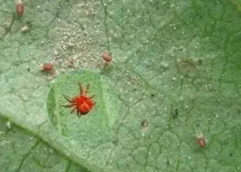 茄子上的红蜘蛛打什么农药好