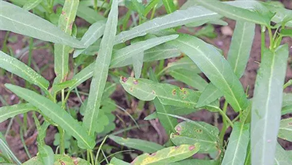 空心菜常见病害的症状及防治方法