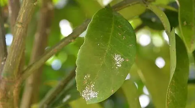 介壳虫用什么药最管用？