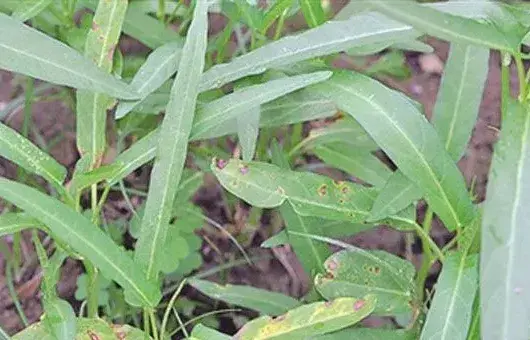 空心菜常见病害的症状及防治方法