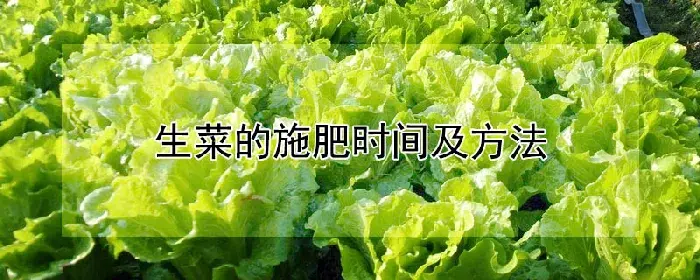 生菜的施肥时间及方法