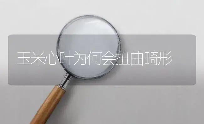 玉米心叶为何会扭曲畸形 | 植物病虫害