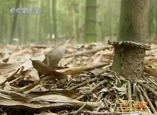 农广天地：竹笋反季节种植技术