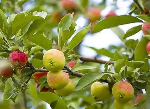 苹果树需水关键期间的水量需求标准