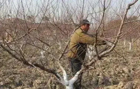 冬季杀虫剂松脂酸钠使用技巧