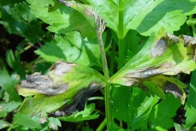 冬季芹菜该如何种植才能茁壮成长？