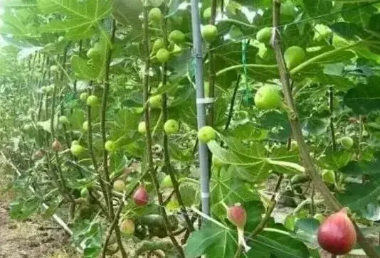 温室种植无花果亩产量和经济效益解析