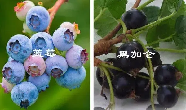 什么是蓝莓？和越橘、黑加仑有什么差别？